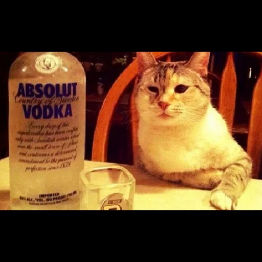 cat, félins, meme cat, vodka cat, absolut vodka