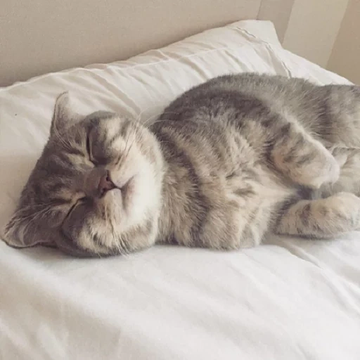 cat, cat, seal, tabby kitten, the cat is lying on the sofa