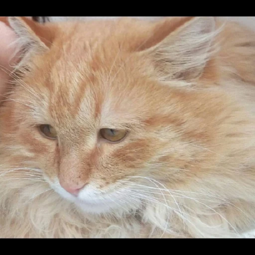 gatto, un gatto, il gatto è rosso, il gatto è rosso, gatto soffice rosso vecchio