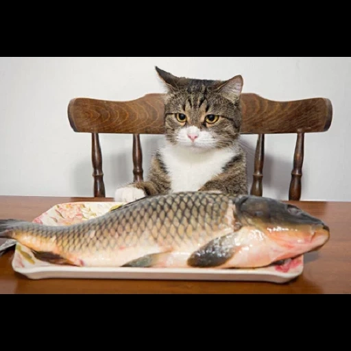 кот рыбой, кошка рыба, кошка ест рыбу, коты столе рыбой, кот охраняет рыбу