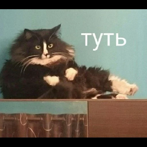 кот, кошка, кошечка, кот туть, туть мем кот