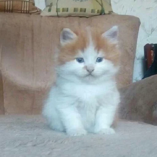 gato, un gato, el gatito es rojo, gatitos encantadores, gatito rojo de angora