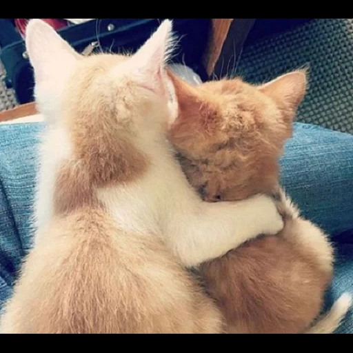 tsmok cat, lindos abrazos, abrazos de kitti, los gatos están abrazados, gatos abrazando