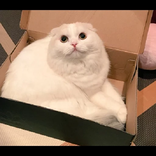 кот, котик, животные милые, cat in the box, шотландская вислоухая кошка