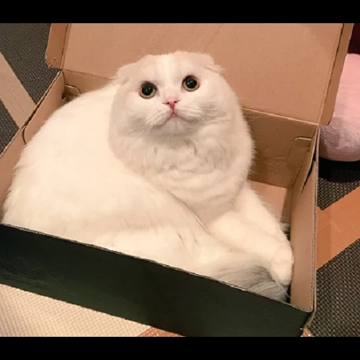 die katze, die seehunde, tiere niedlich, katze in der box, schottische ohrenkatze