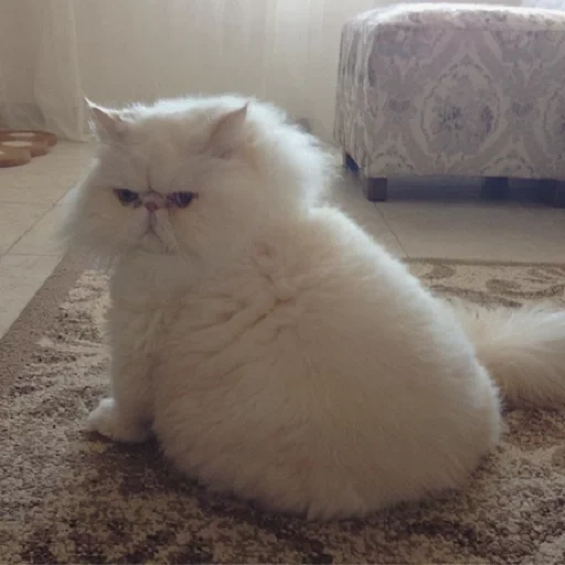 cat, cat, fluffy, persian cat, persian cat