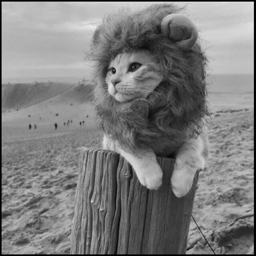 a lion, cat leo, leo mane, lion's mane, the cat is a wig lion