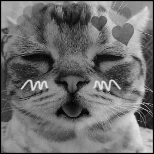 gatto, gatti, gatto gatto, kitty 200x200, picchi cats with hearts