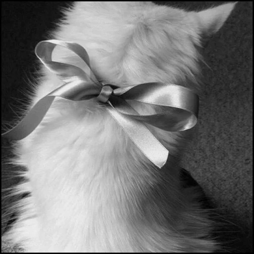 a cat with a bow, kitte's bow, a cat with a bow, kitten with a bow, a cat with a bow