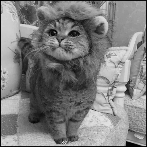 gato, cat leo, gato prejudicial, os gatos são engraçados, gatos fofos são engraçados