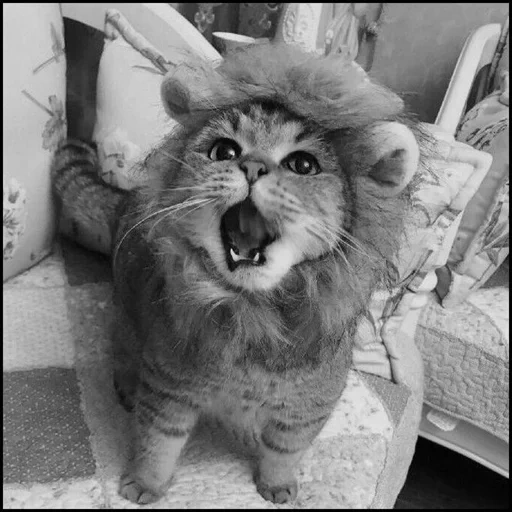 kucing singa, kucing singa, lion tertawa, kucing itu lucu, anjing laut itu konyol