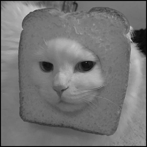 chats, pain de chat, chat de pain, meme de tête de kot, les chats mignons sont drôles