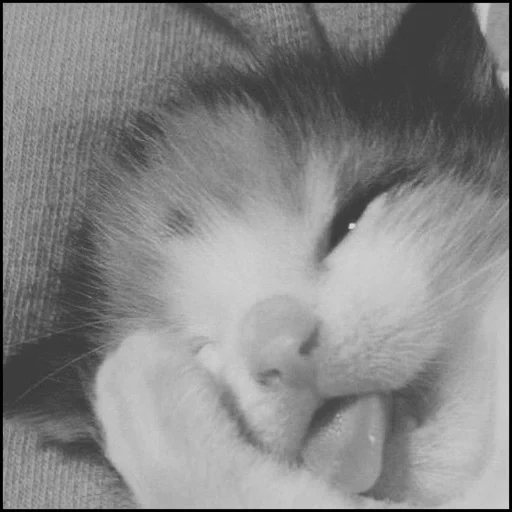 chat, chats mignons, minouts, chaton endormi, les animaux les plus mignons