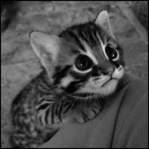 cat, cat, obzelot cat, bengal cat, funny striped kitten