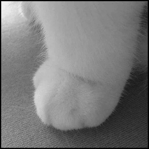 cats, fluffy, cute cats, cat's paw, the animals are cute