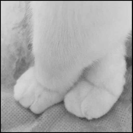 fluffy, cat of the paw, cat's paw, the animals are cute, fluffy legs