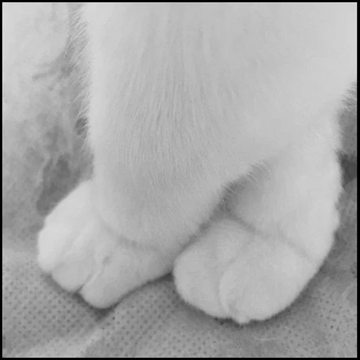 flauschig, die klaue der katze, die klaue der katze, tiere niedlich, hairy feet