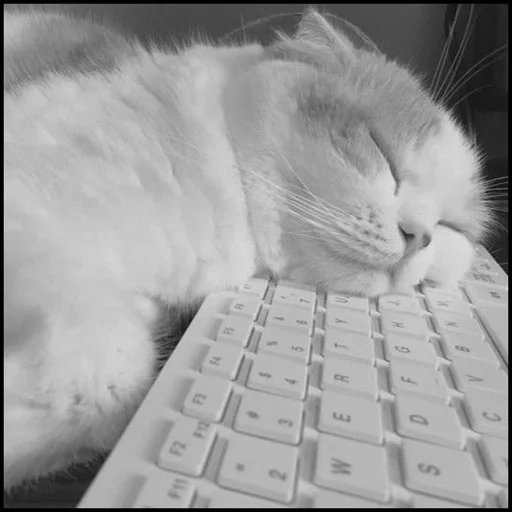 chat, chat, chat endormi, chat fatigué, les chats mignons sont drôles
