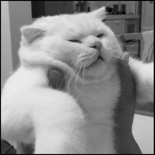 cat, cat, cute cats, the cat is a chin, satisfied cat