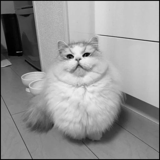 gatto, gatto, catto soffice, il gatto è soffice, fluffy funny cat