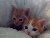cat, kittens, cat kitten, the kitten is red, two kittens red white