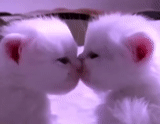 un bel sigillo, kiss kitty, gatto carino due, la foca che bacia, due bei gattini