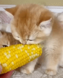 corn, the cat is corn, corn cat, the animals are cute, the cat licks corn