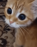 gato, kurt, rosto de gato, olho de gato, gatinho vermelho