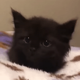 der kater, schwarzer kater, schwarze katze, schwarzes kätzchen, cherpovets kätzchen ist schwarz