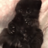 katzen, katzen, katzentier, das kätzchen ist schwarz, flauschige kätzchen