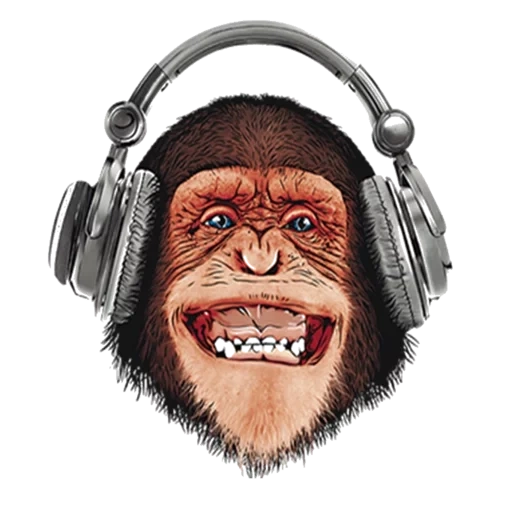 casque de singe, monkey headset, mème casque singe, photos de fans de musique de singe, photo casque chimpanzé