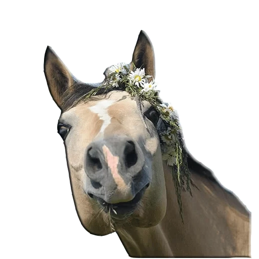 horse's face, the horse is a wreath, horse flowers, horse head flowers, a horse with a wreath of flowers