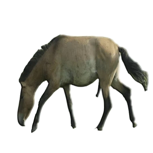 le cheval est sauvage, image floue, le cheval de przewalski, le cheval du troupeau de przhevalsky, figure mojo animal planet 387363