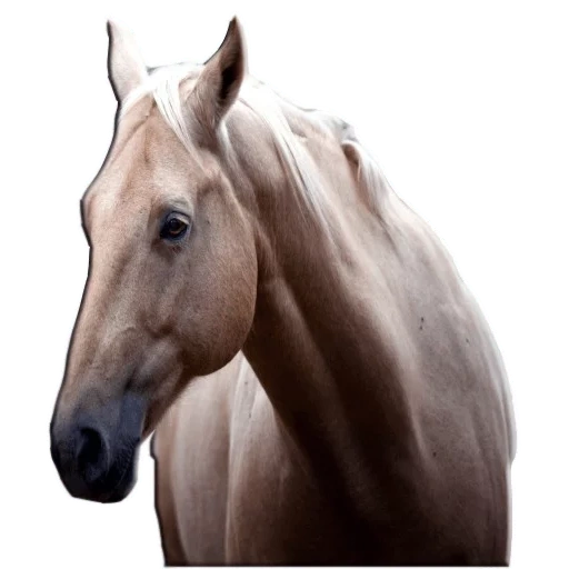 морда коня, морда лошади, лошадь анфас, лошадь голова, размытое изображение