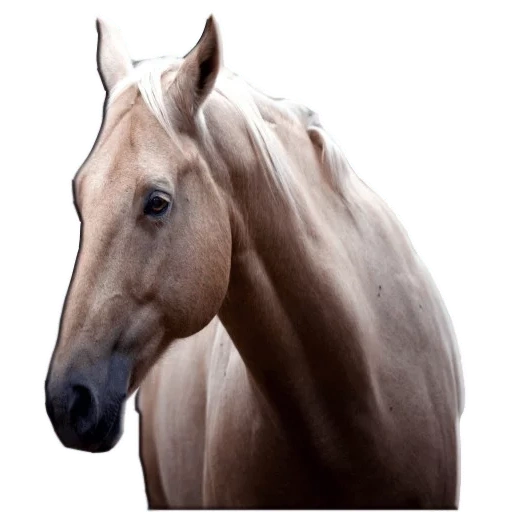 the face of the horse, horse's face, afas horse, the horse is head, blurred image