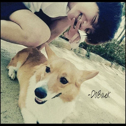 velsh corgi, perro corgie, baekhyun exo, el perro con mejillas, perro velsh corgi