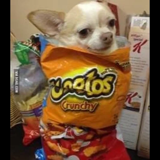 chihuahua, чихуахуа мемы, cheetos собаки, собака чихуахуа, смешные чихуахуа