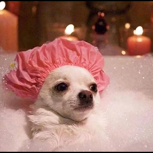 lady gaga, chihuahua chiot, chihuahua, chihuahua drôle, crampons pour bonnet de bain