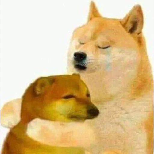 shiba dog, shiba dog, shiba dog, dog hug, heavenly girl hugs dog