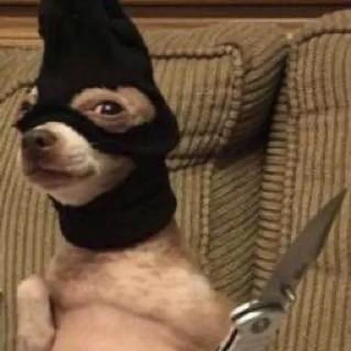 chihuahua, perro divertido, chihuahua divertido, cuchillo enmascarado, tono de animal divertido