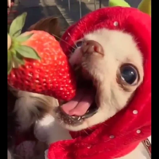 gibi, animaux joyeux, strawberry dog, chihuahua mange des fraises, strawberry pour chiot