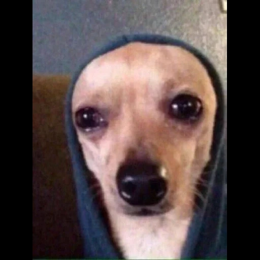 cão, cão meme, o cachorro está chorando, cão triste, motivo de cachorro triste