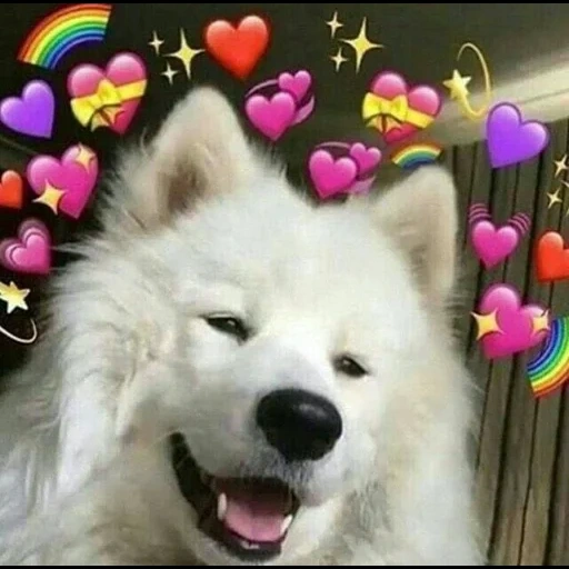 samoye, samoye del cuore, samoyeka, cane samoye, ai cani samoye piace