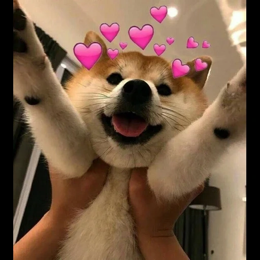 cani da legna, shiba inu, i cani sono felici, chai dog carino, cane cuore carino