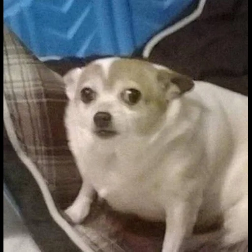 cane, chihuahua, meme del cane, meme del cane, chihuahua divertente