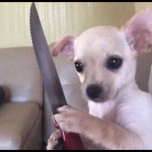 chihuahua, dog knife, chihuahua meme, chihuahua puppy, funny chihuahua