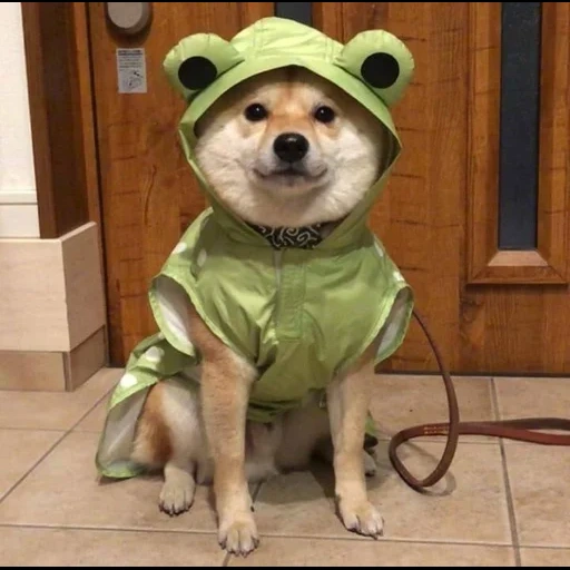 cão, cão de iaque, kokie yoda, cão capa de chuva, roupas de cachorro