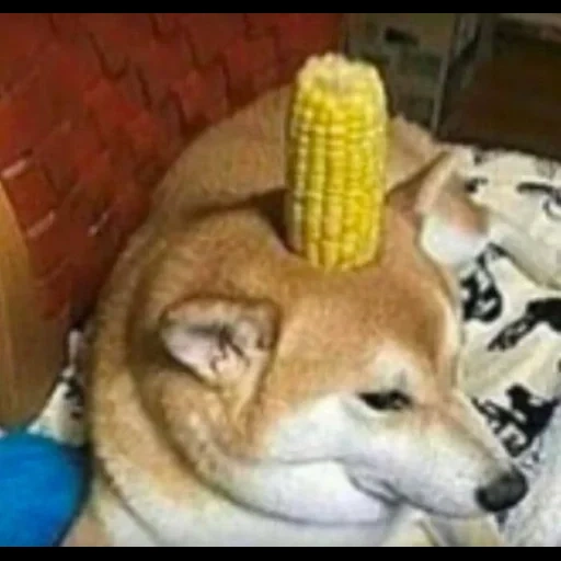 dog meme, corn dog, shiba inu, war thunder, funny memes