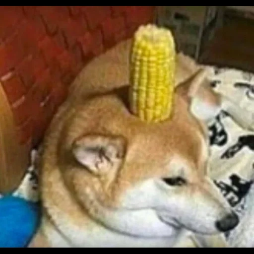 dog meme, dog corn, shiba inu, thunder di war, funny memes