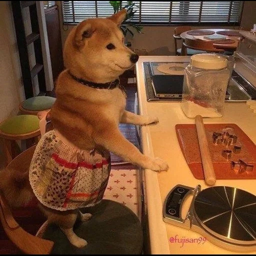 cão de madeira, cão de madeira, shiba inu, cão de madeira, cão doméstico